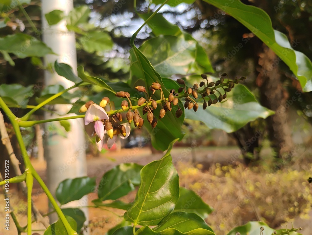 Obraz premium Millettia pinnata Flowers and leaves, also known as Pongamia pinnata and commanly in india known as Indian beech, Pongam oiltree/Vange Mara