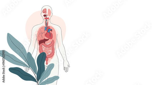Detailed anatomical illustration of the human body showing vital organs like the heart and lungs for professional medical education.