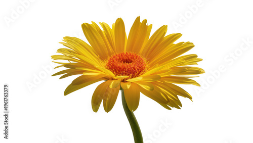 Tableau sur toile Beautiful vibrant yellow Gerbera daisy flower with detailed orange center and gr