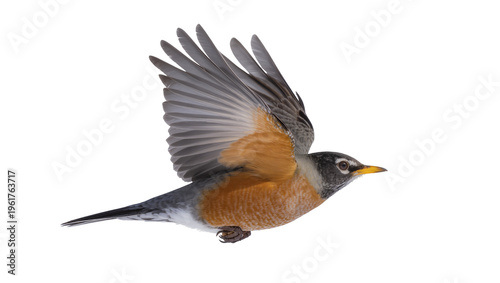 Fotografi Vibrant American Robin in mid-flight with wings spread, soaring gracefully throu