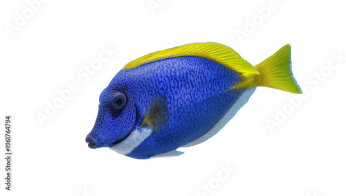 Cuadro en lienzo Beautiful Powder Blue Tang tropical fish showing vibrant blue body and yellow fi