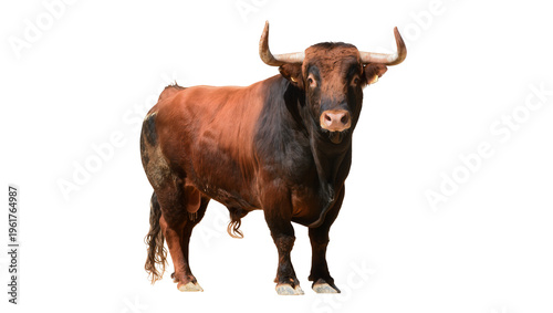 Obraz na plátne A powerful Spanish fighting bull with strong horns stands proudly looking forwar