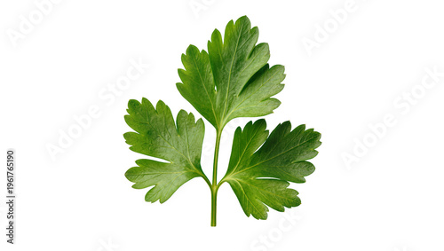 Tableau sur toile Fresh green parsley sprig, a popular aromatic culinary herb, perfect for cooking
