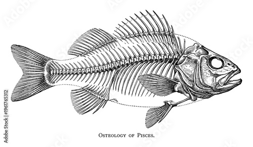 Fish skeleton anatomy profile in vintage engraving style