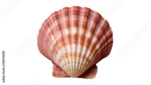 Quadro su tela Detailed spiral seashell with intricate orange brown and cream patterns, isolate