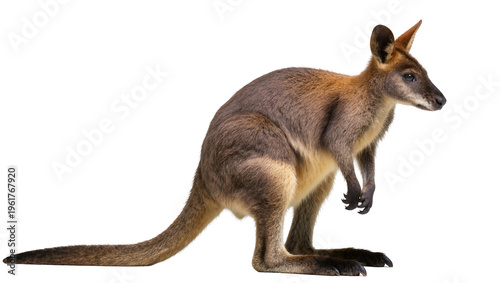 Photos Adorable wallaby marsupial in profile showing agile form and strong tail on clea