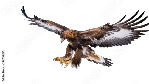 Картината върху платно Majestic golden eagle in powerful flight, talons extended for an impressive land