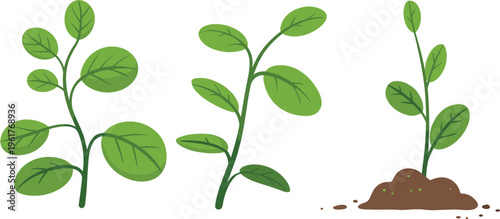 Stages of plant growth illustration showing seedlings and young plants with green leaves representing nature development and gardening process concept