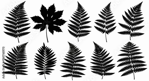Black silhouettes of ten different leaves and fern fronds on a white background, featuring various botanical species, palmate maple leaf, and pinnate branches for nature design.