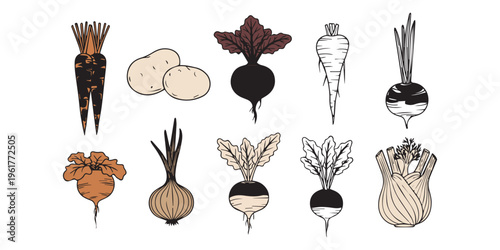 Outline sketch vector illustration of various root vegetables