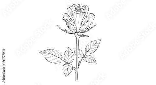 Delicate black and white line drawing of a single rose flower with leaves and thorns on a long stem for artistic coloring.