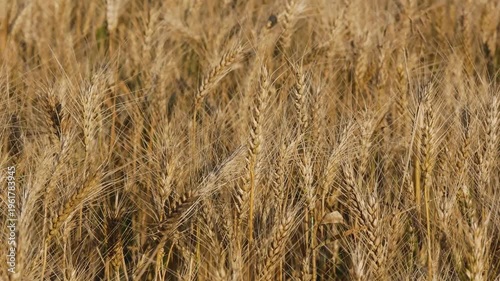 Field of ripe golden wheat with spikelets swaying in the wind. Concept of agriculture, grain cultivation, and harvesting of winter and spring wheat. Food security, bread production, and rural