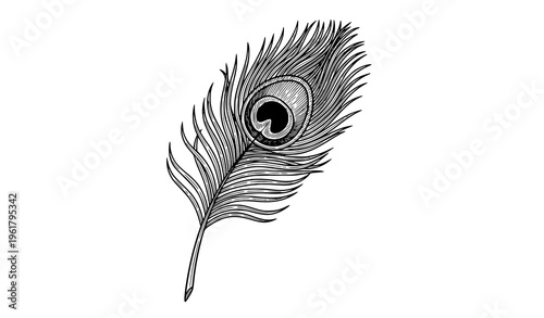 Peacock feather vintage hand-drawn vector illustration