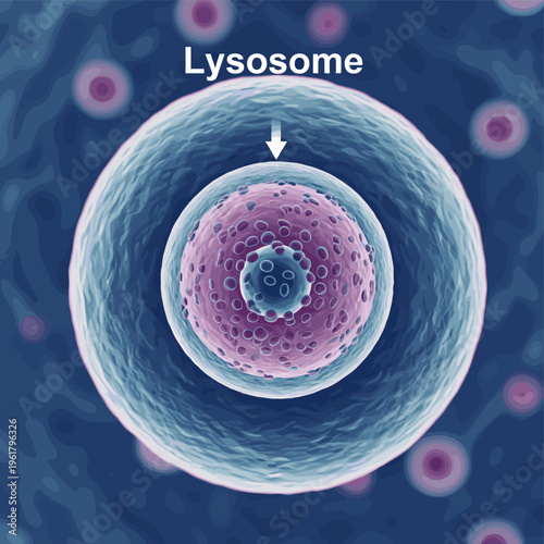 A detailed illustration shows a lysosome, a membrane-bound organelle, within a cell, highlighting its internal structure and function.