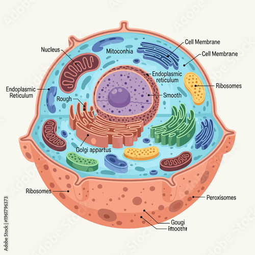 Detailed diagram of an animal cell with labeled organelles and internal structures for biological study.