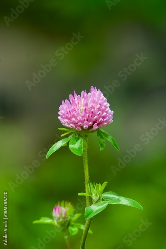 Photography pink and green flower