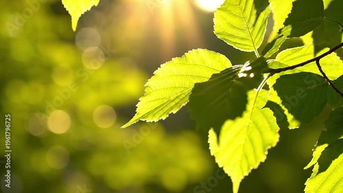 Green leaves with sunlight - eco friendly nature and sustainability concept.