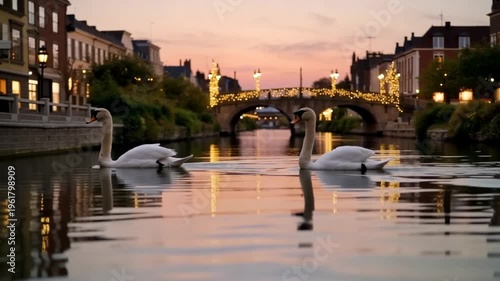 Swans on river near city bridge at sunset