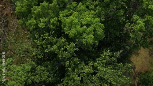 Aerial view of a forest in Southeast Asia, Thailand.