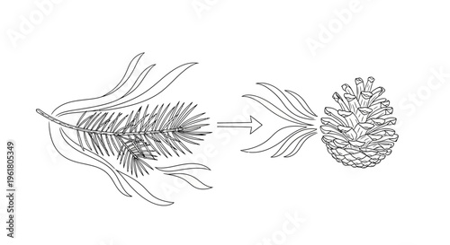 Illustration of pinecone growth process.