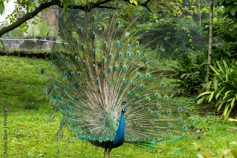 Obraz premium Peacock displaying colorful feathers in natural environment