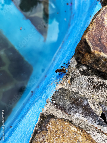 Ants Feeding on Dead Bee by Stone Edge