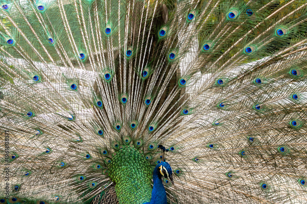 Fototapeta premium Peacock displaying full feathers with eye pattern natural background