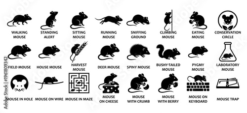 Mouse behavior and rodent activity solid icon set. Featuring Walking, Standing Alert, Running, Sniffing Ground, Climbing, Eating, Field, House, Harvest Mouse for pest control and laboratory research.
