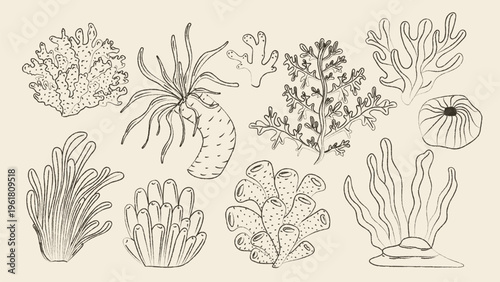 Hand drawn sea coral and underwater flora vector set. Minimalist pencil line art sketch of marine plants and reef elements isolated on beige background for nature and ocean design.