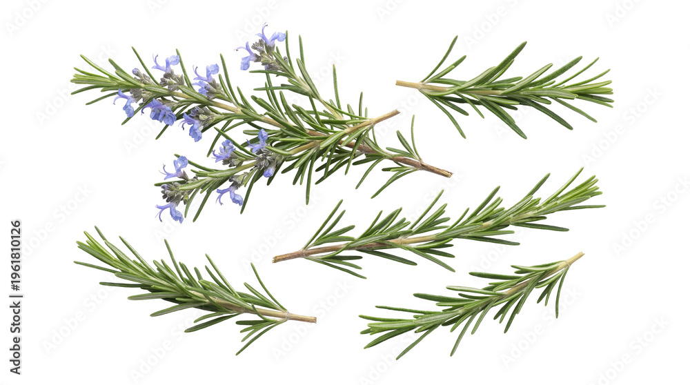 Fototapeta premium Fresh green rosemary sprigs with delicate purple flowers, isolated on a transparent background.