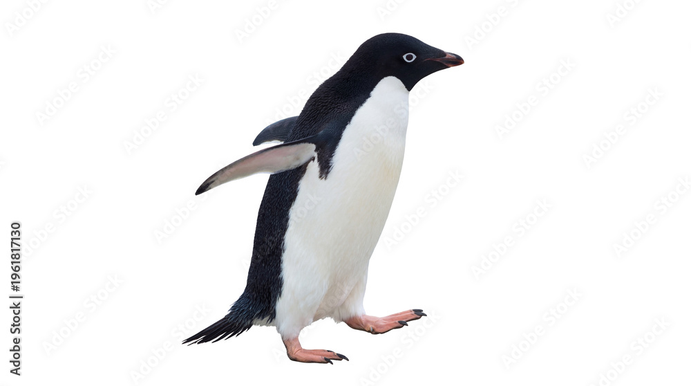 Fototapeta premium Energetic Adelie penguin, a charming Antarctic seabird, captured walking in full-length.