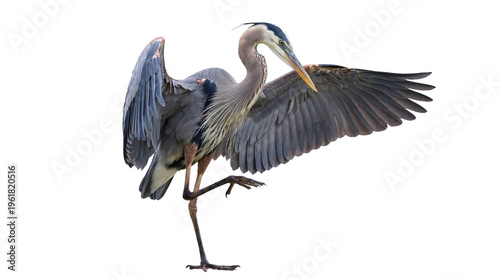 Obraz na płótnie A majestic great blue heron balancing on one leg with wings gracefully spread, isolated on transparent background