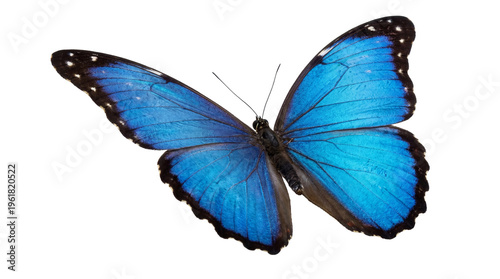 Bild auf Leinwand Beautiful close-up photograph of a vibrant blue morpho butterfly with patterned wings