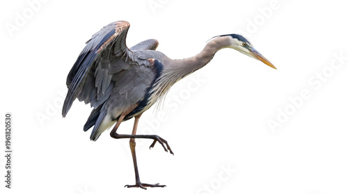 Photos Graceful great blue heron captured mid-action, balancing elegantly on one leg with wings slightly spread