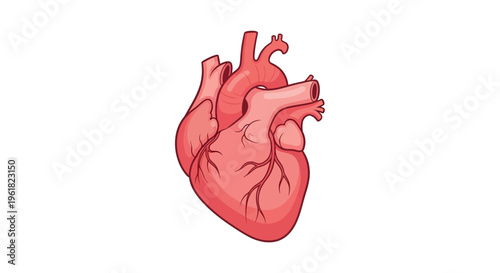 Human Heart Anatomy Medical Illustration.