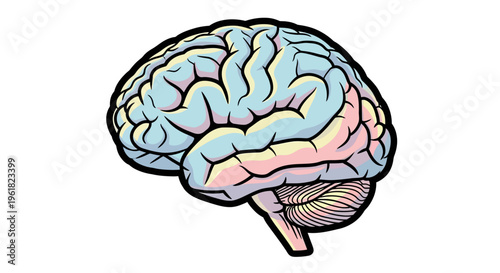 Human Brain Anatomy Medical Illustration.