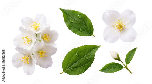 Fotografie Close-up photograph of jasmine flowers, buds, and green leaves with water droplets, isolated on transparent background