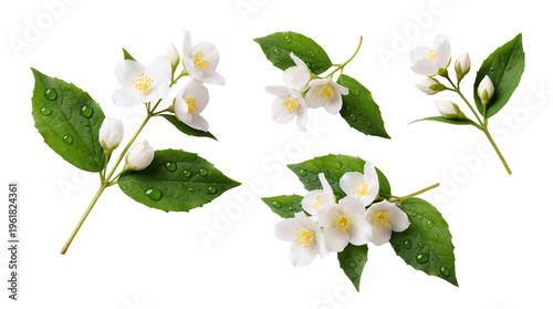 Принти на полотні Collection of fresh jasmine sprigs with white flowers, green leaves, and buds, adorned with water droplets