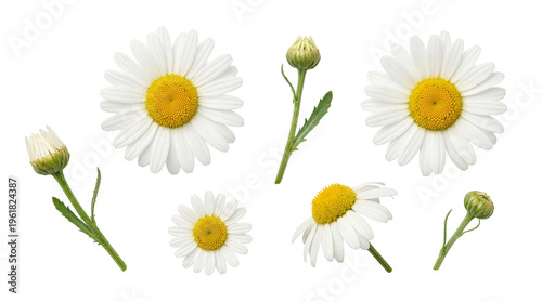 Tableau sur toile Beautiful fresh chamomile daisy flowers and unopened buds, a collection perfectly isolated on a transparent background