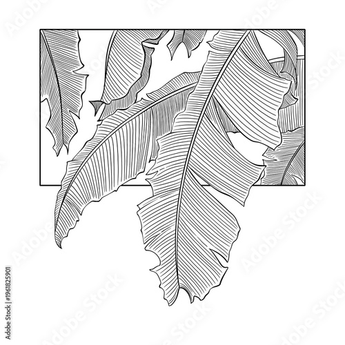 Banana leaves illustration, black and white, digital art.