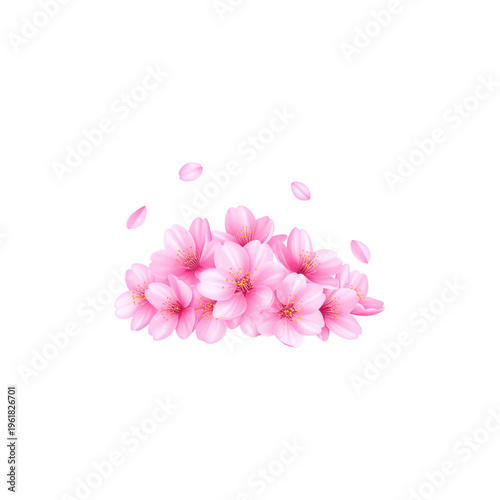 Cherry blossoms bloom beautifully in spring, standing out with their pink petals and blossoming branches.