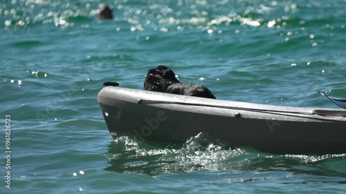 Black Dog Adventure Kayaking Across Sparkling Ocean Waves Vertical video.