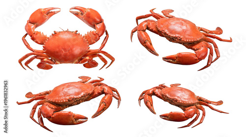 Photos Four cooked red crabs presented in diverse dynamic poses, emphasizing their unique anatomy and vibrant red hues