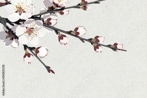 cherry blossom in spring