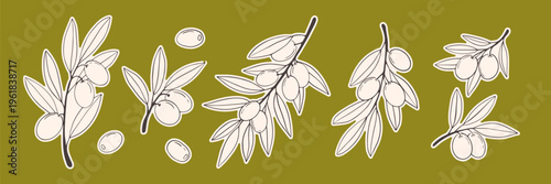Olive branch clipart set in line art style. Hand drawn vector illustration collection of olives and leaves isolated on green background for scrapbooking, packaging, branding and food design