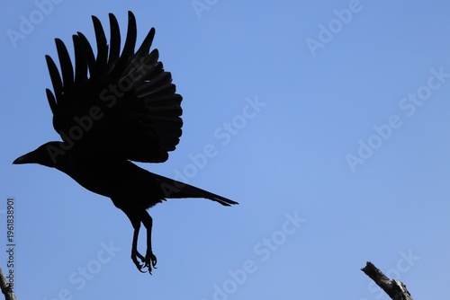 A Crow taking flight from a branch, Silhouette