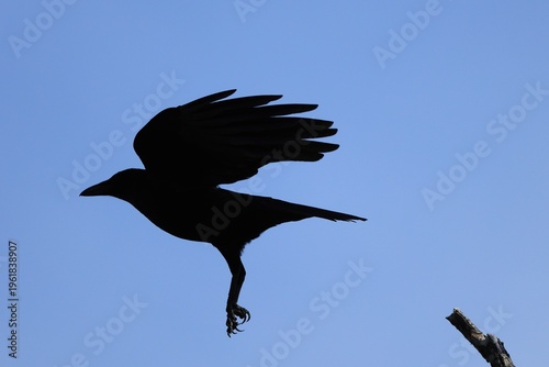 A Crow taking flight from a branch, Silhouette
