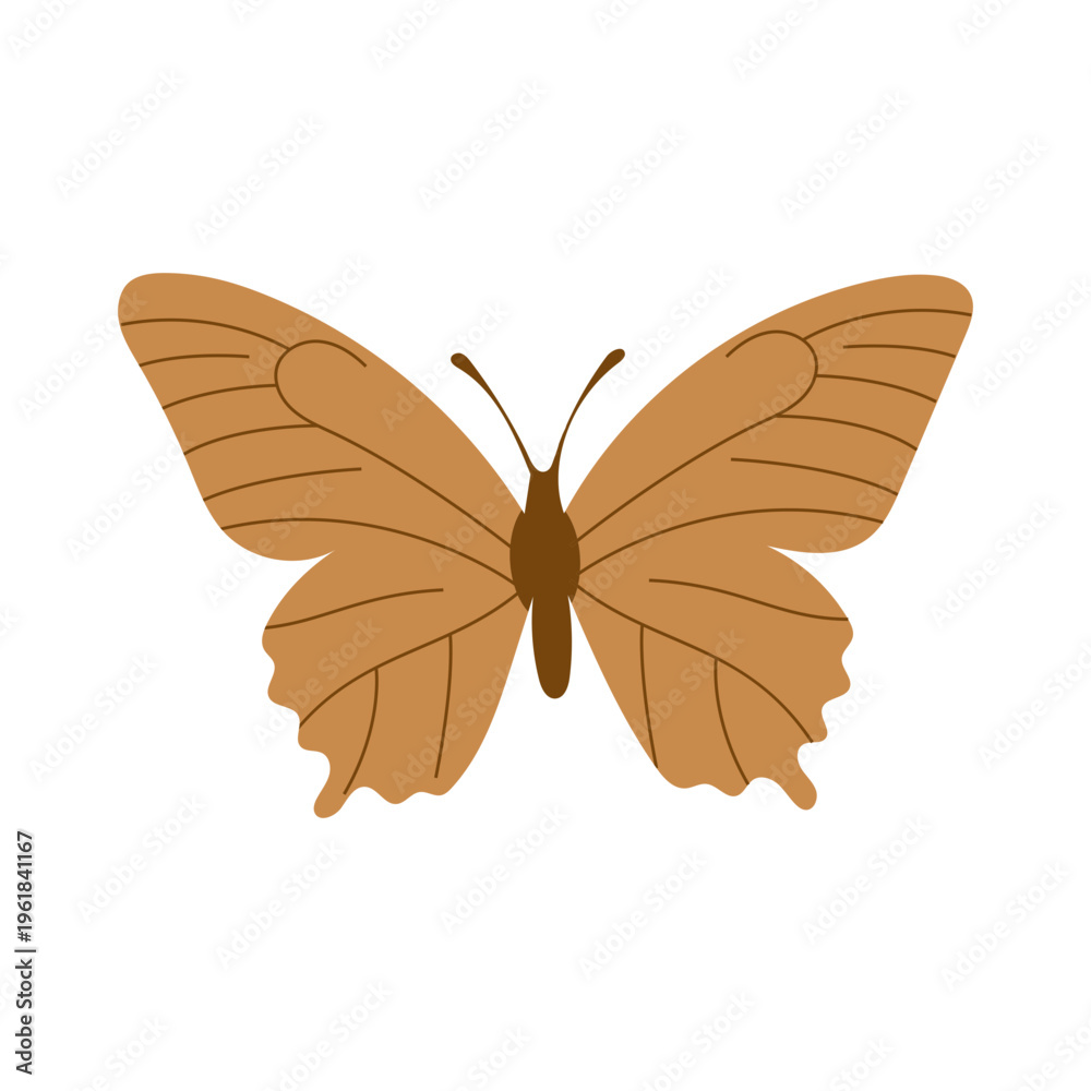 Fototapeta premium Butterfly Illustrations