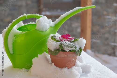 potted of pink primrose on a table  blooming under the snow with green wateri...