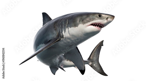 Tableau sur toile Impressive great white shark in a powerful dynamic pose with open jaws, displaying sharp teeth